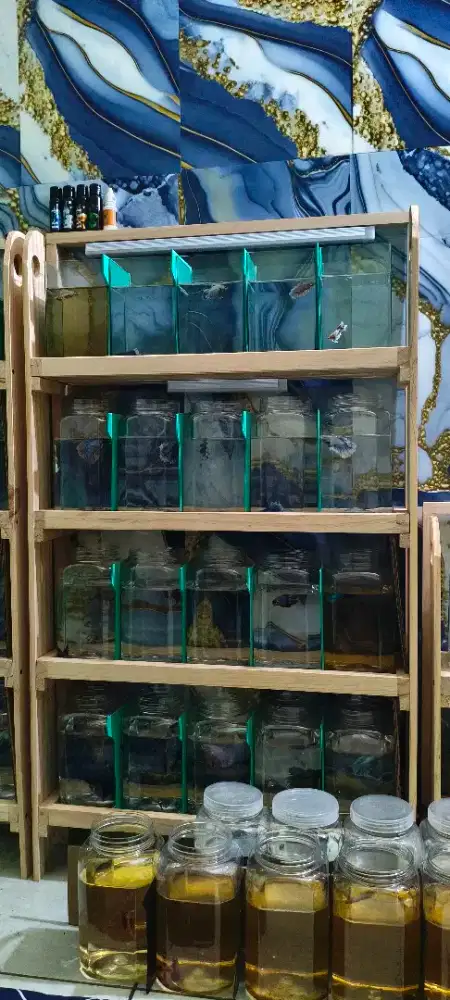 Jual satu set perlengkapan pemeliharaan ikan cupang.