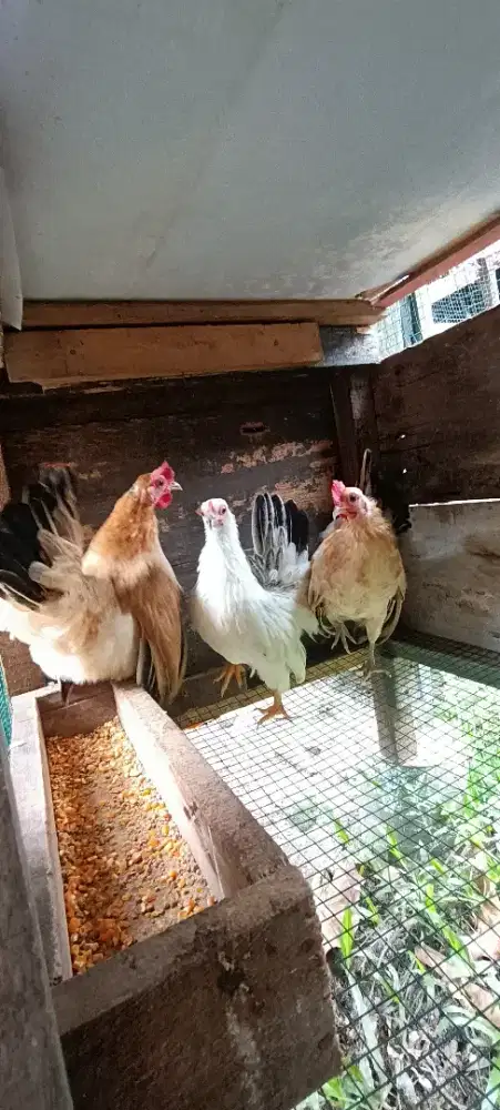 Ayam Kate betina