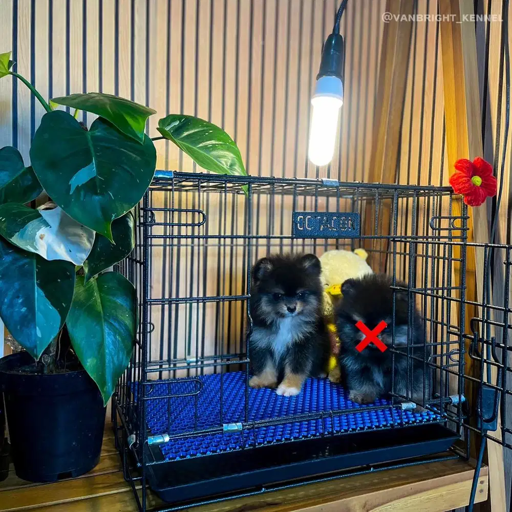 pomeranian blacktan