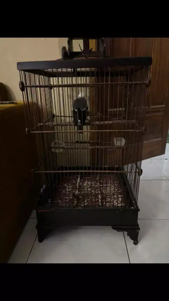 Burung Hybrid Sudah Gacor