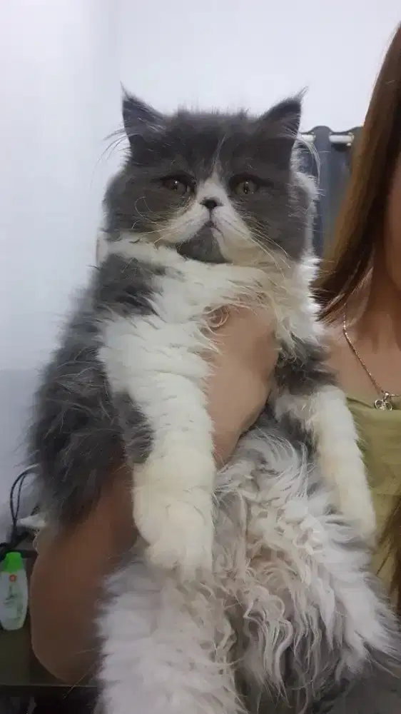 Kitten peaknose
