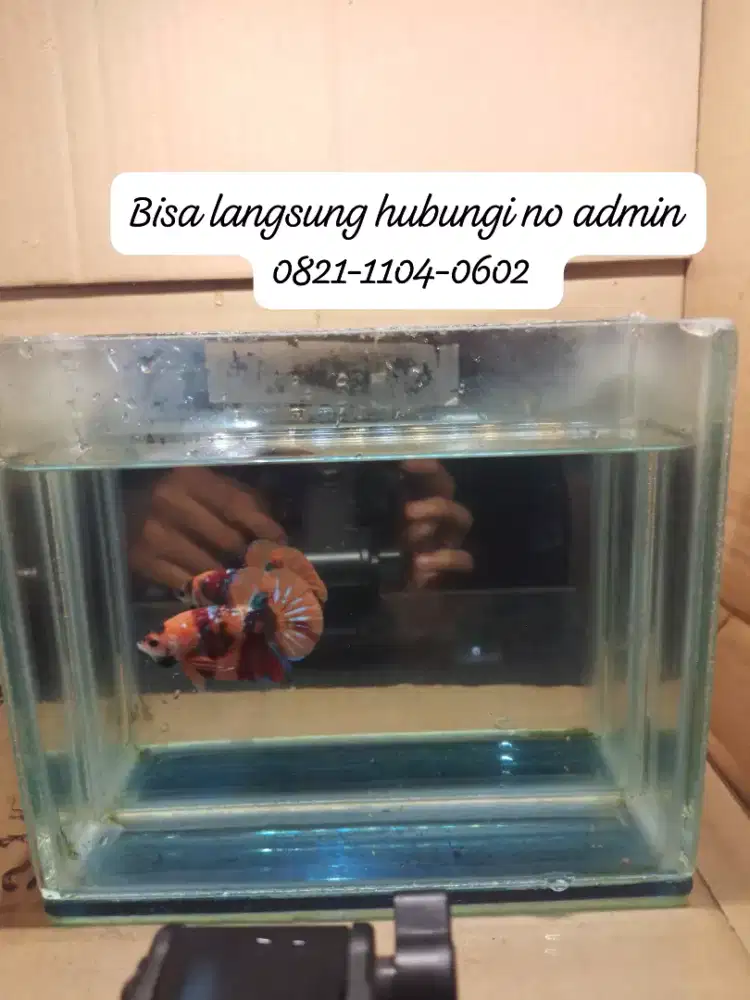 Jual cepet aja ikan cupang jenis Nemo farian