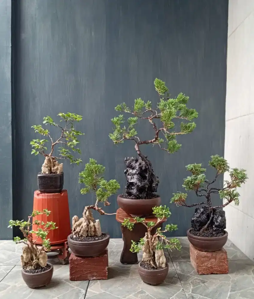 Jual murah bonsai hias siap pajang