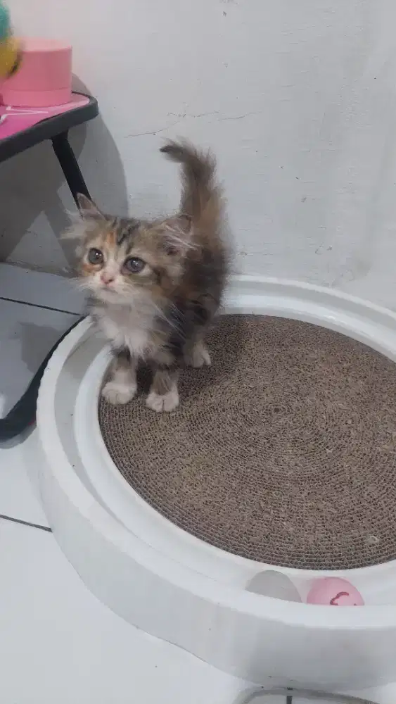 Kucing ragdoll x flatnose