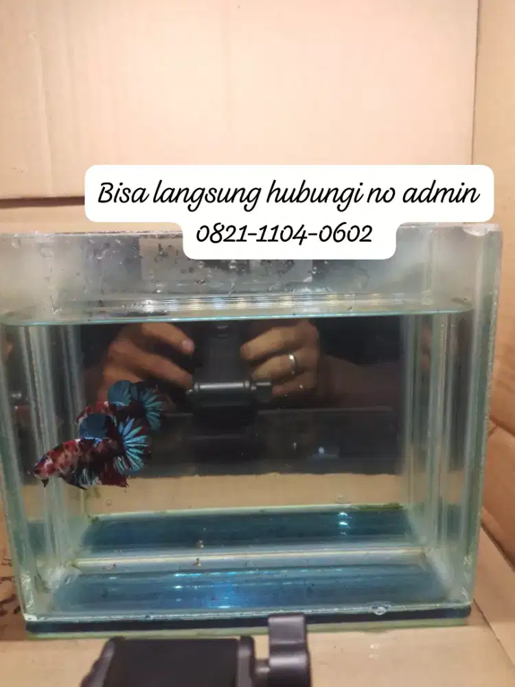 Jual cepat aja ni cupang red koi galaxi