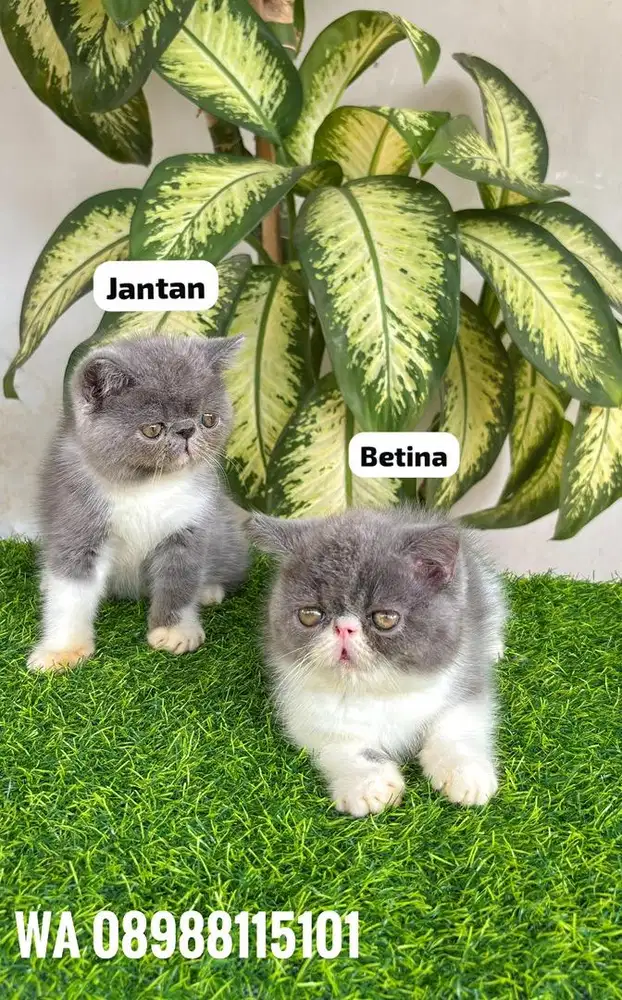 Kitten Persia Shorthair