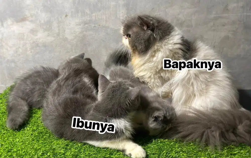 Kucing Persia Shorthair