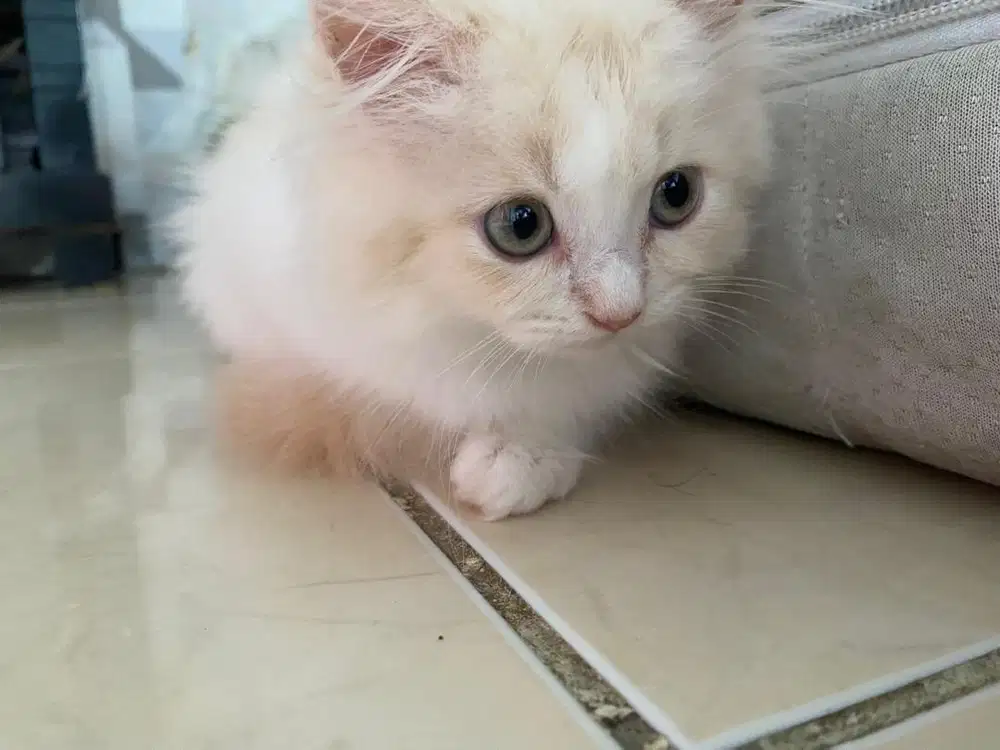 Persian Kittennnn