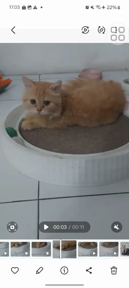 Kucing BSH x Peaknose