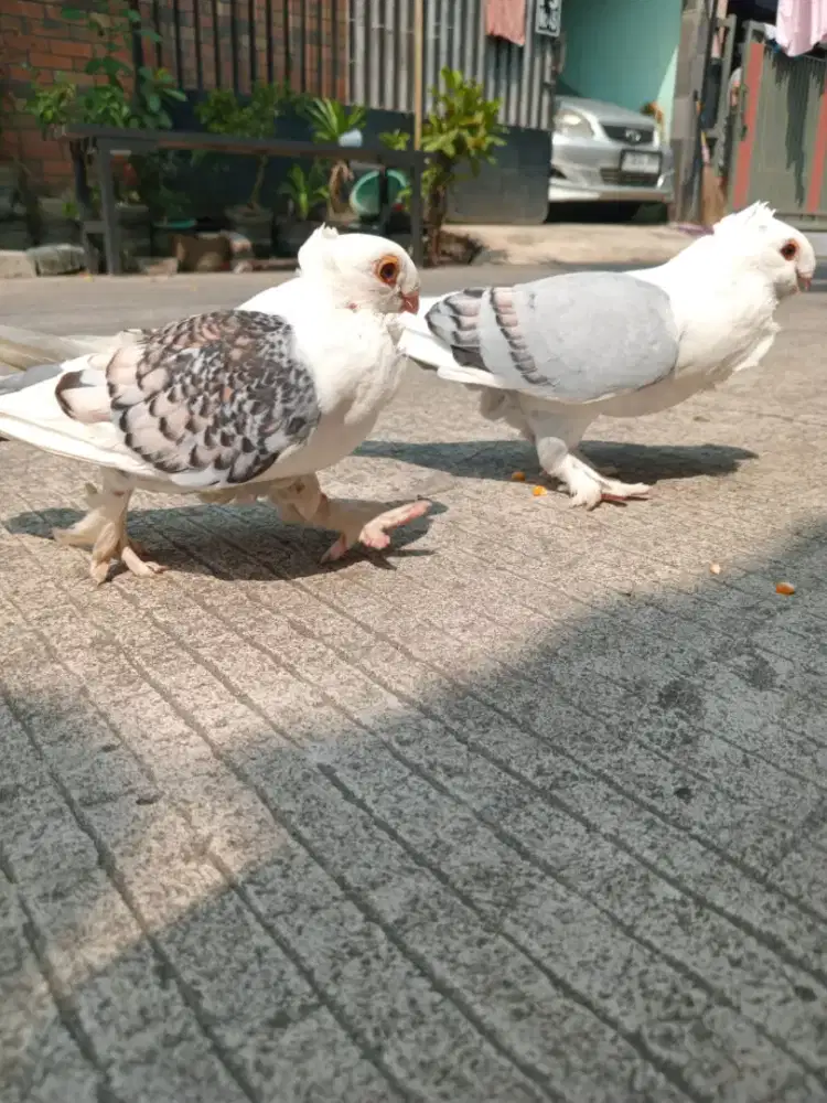 Burung dara hias sepasang