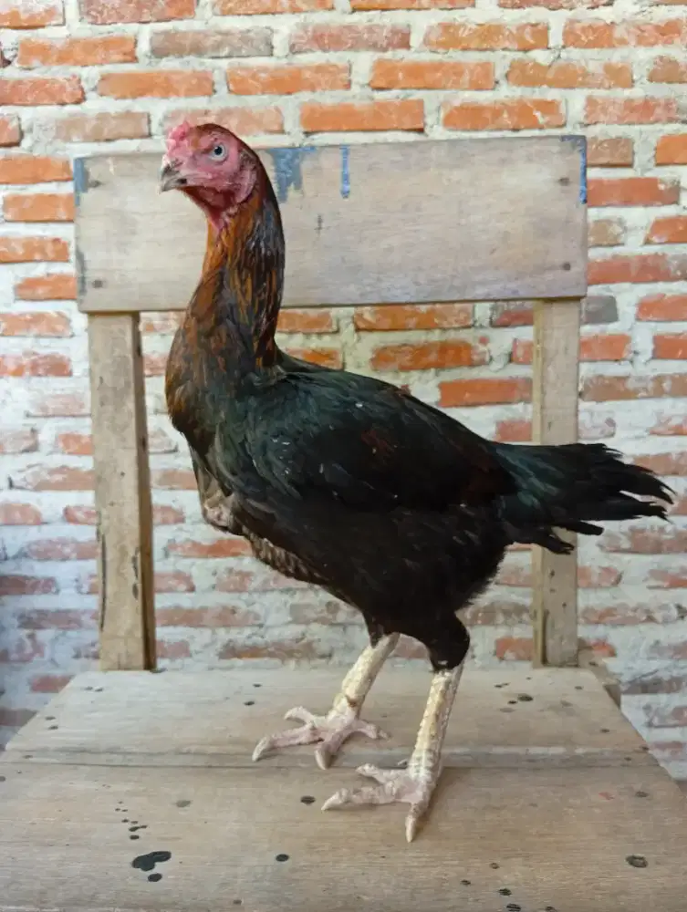Ayam betina bangkok jumbo