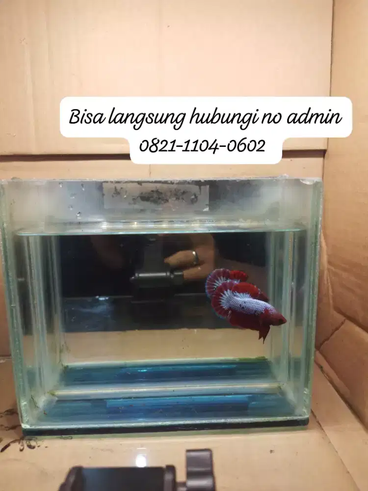 Jual cepet aja cupang plakat hellboy