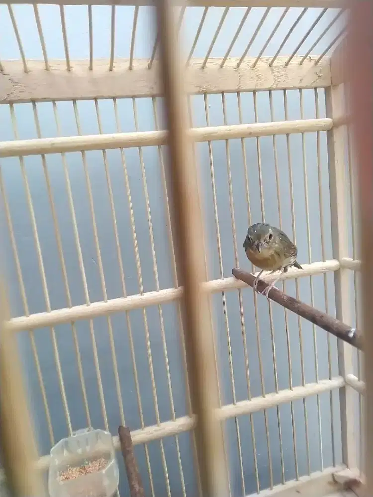 mahar,TT,barter burung Mugimaki anakan
