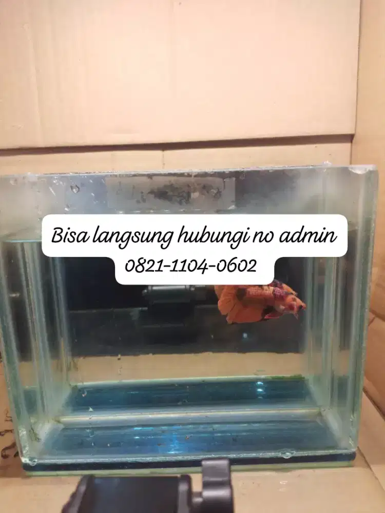Jual cepet aja ni cupang plakat Nemo emerald