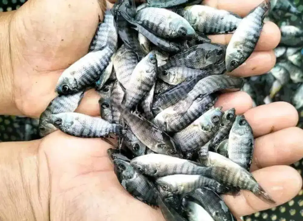 Bibit ikan nila