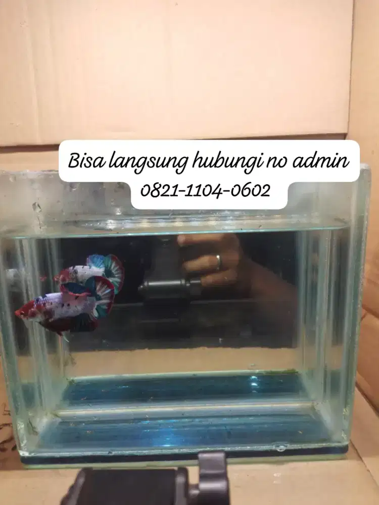 Jual cepet aja giant candy multy