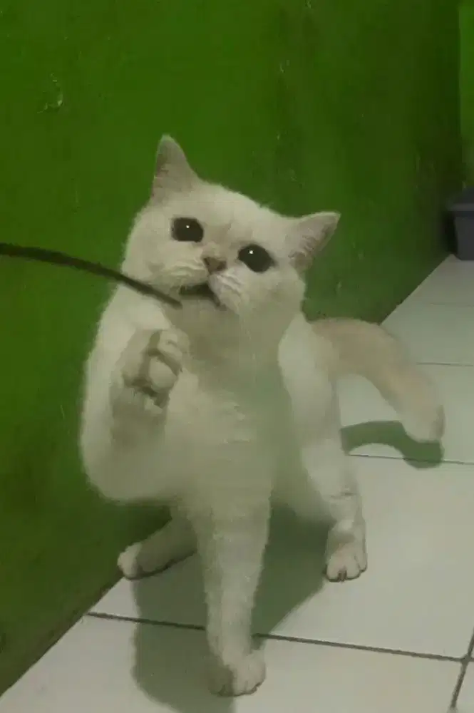 GANTI PAKAN BSH BRITISH SHORTHAIR SF SCOTTISH FOLD MUNCHKIN RAGDOLL