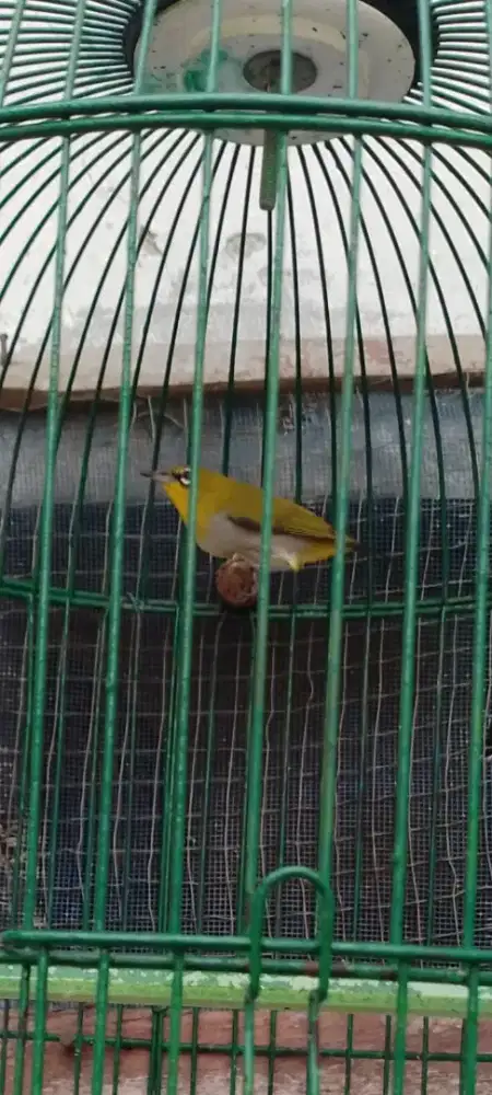 Jual burung kecil kacamata ngacor