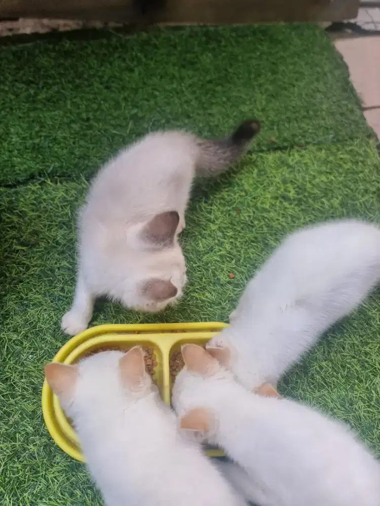 Kitten persia medium