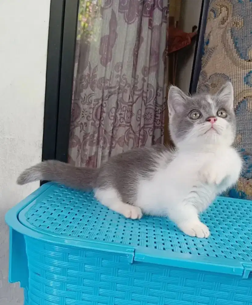 MUNCHKIN BSH BICOLOUR