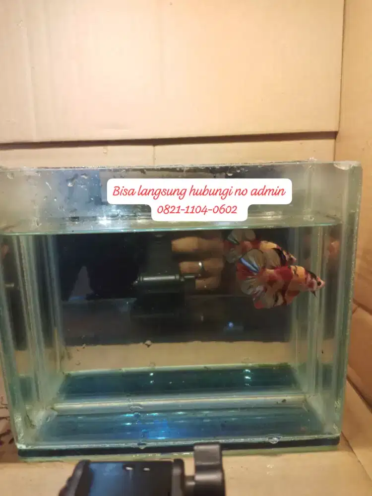 cepet aja cupang Giant Nemo multycolor