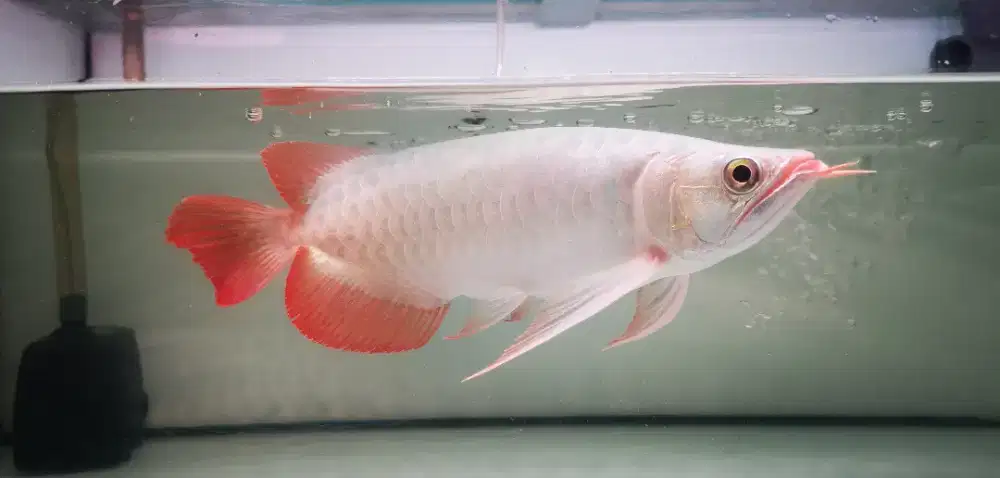 Super red 30 cm up