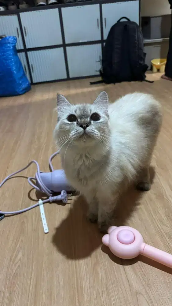 open adopsi ganti pakan