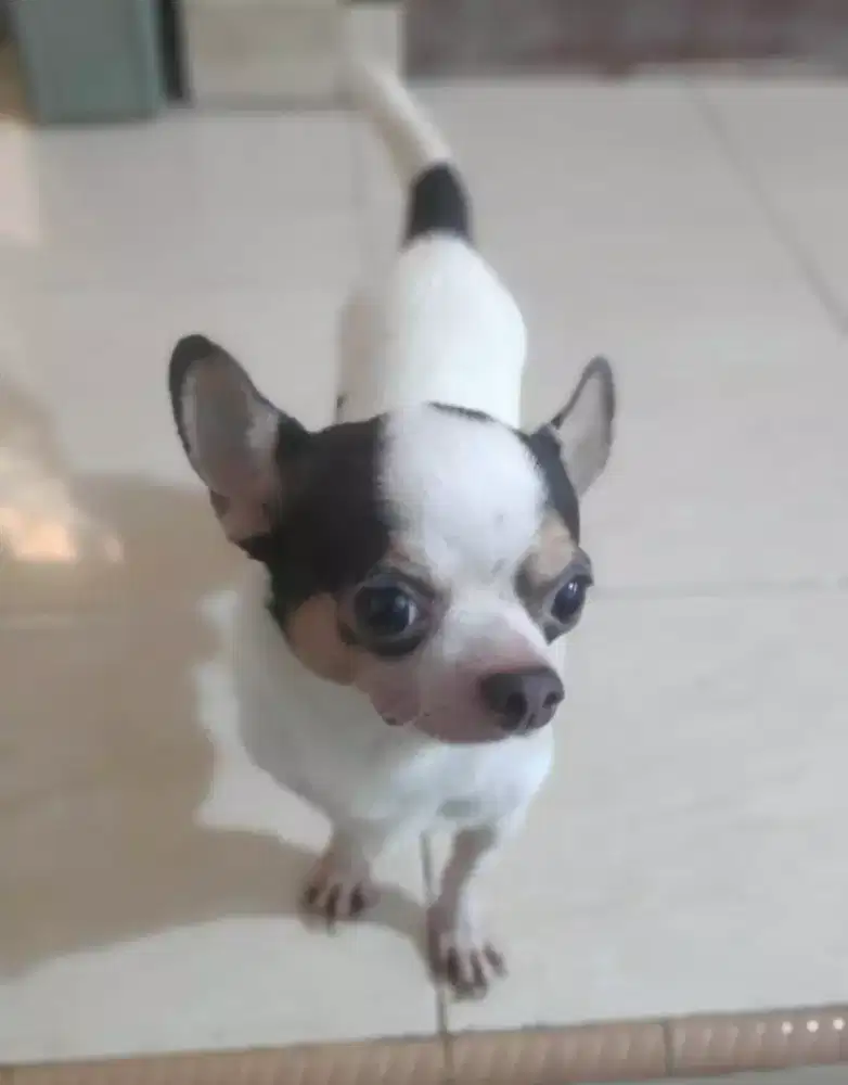 CHIHUAHUA JANTAN, PONDOK PEKAYON , GALAXI, BEK.SEL.