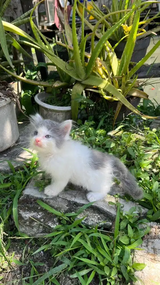 JUAL ANAK KUCING ANGGORA PERSIA