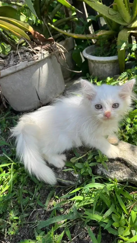 JUAL ANAK KUCING ANGGORA PERSIA