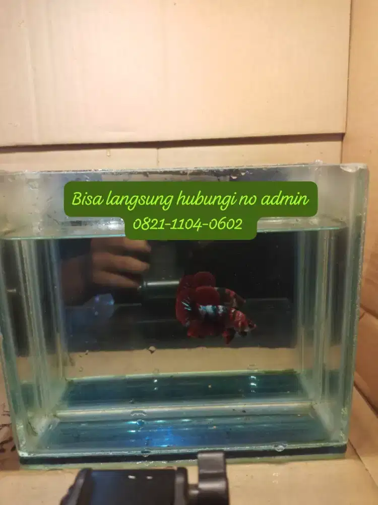 Jual cepet aja ni cupang red koi