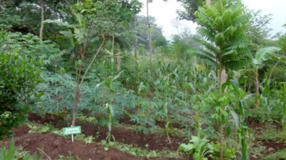 Lowongan untuk yg bisa mencangkul/berlebun