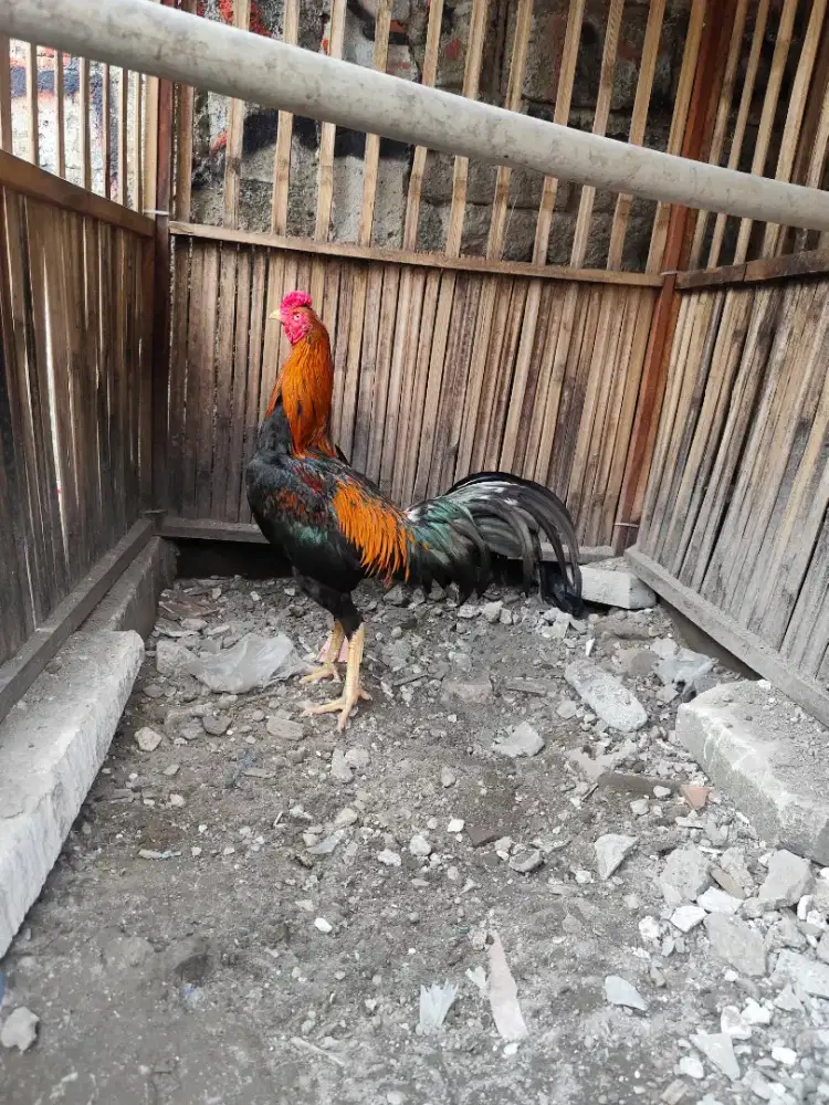 Ayam bangkok Mangon
