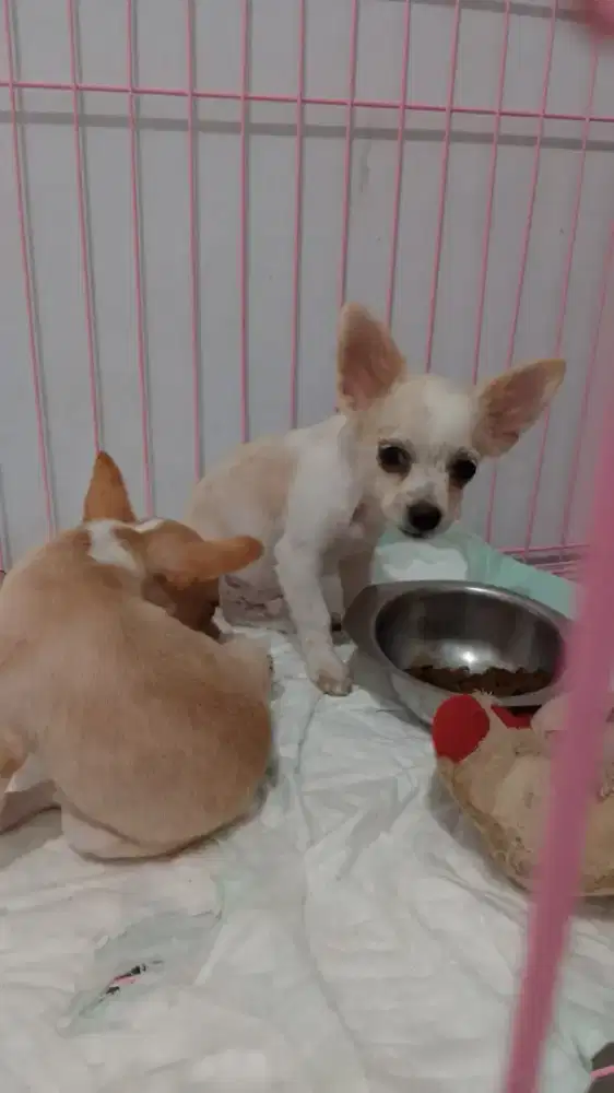 Chihuahua betina dan jantan