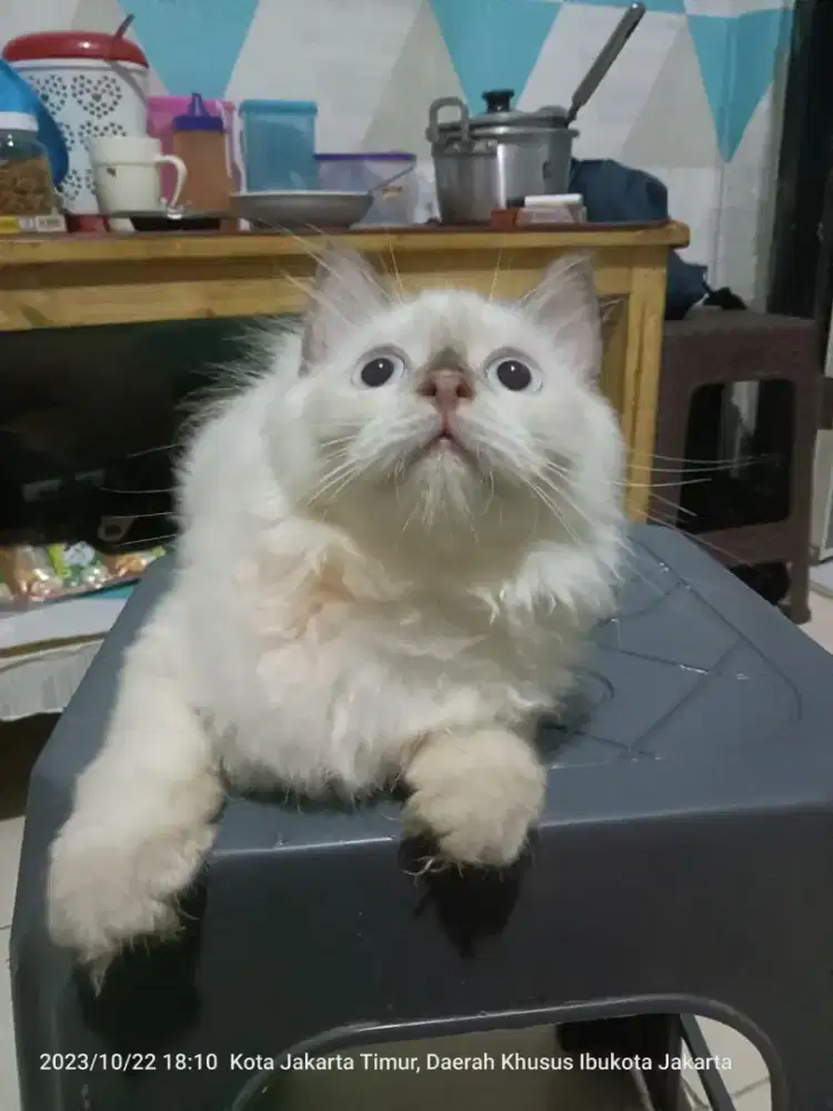 odop kucing Persia Himalaya hanya 900 rb sudah dapet 3 ekor murah bngt