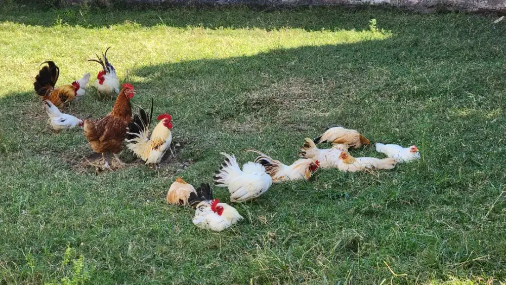 Ayam Kate 7 pasang