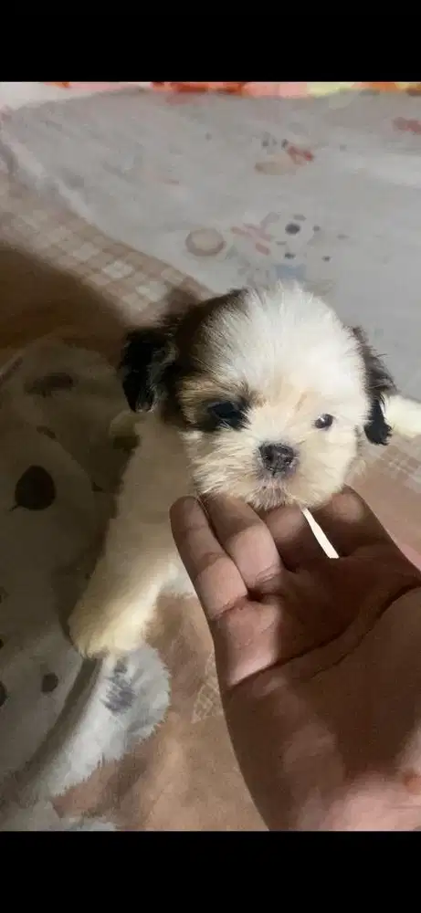 Shihtzu pure cute