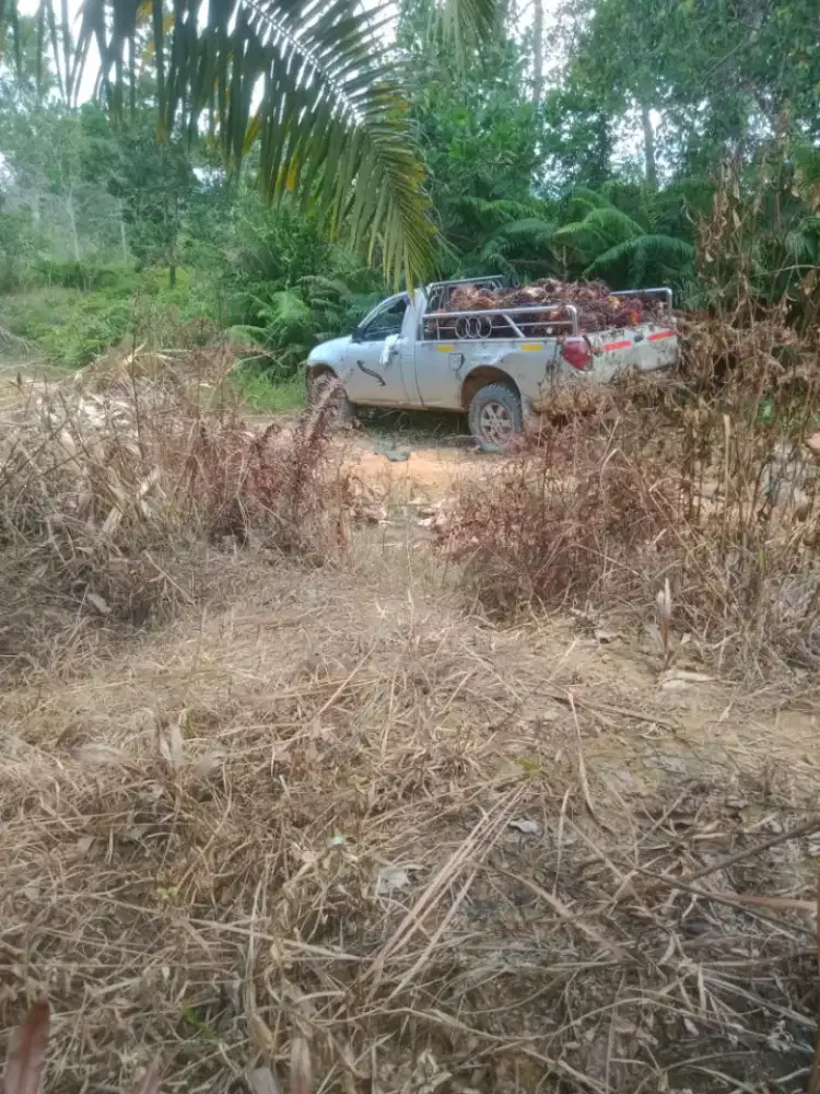 Mobil angkut sawit strada 2008