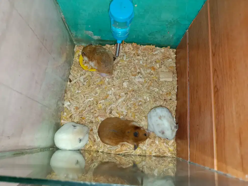 Dijual Murah Hamster Syrian Indukan Jantan & Betina Jinak Sehat Aktif