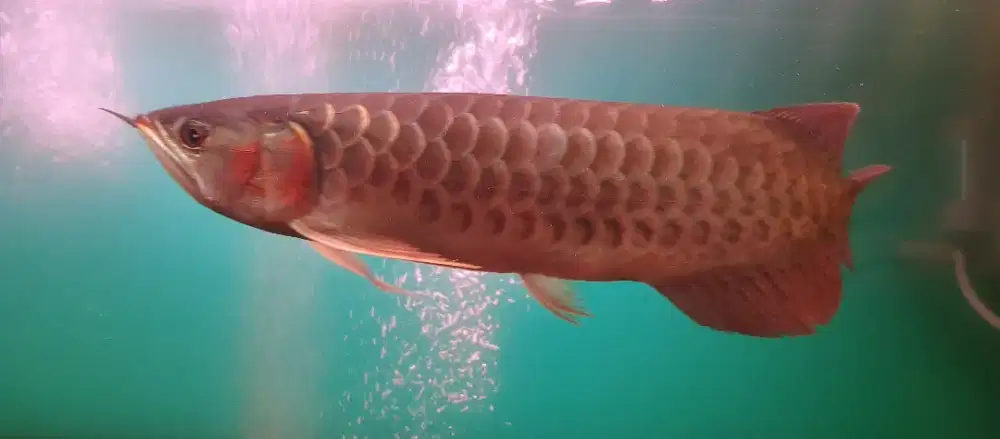 Ikan Arwana Super Red
