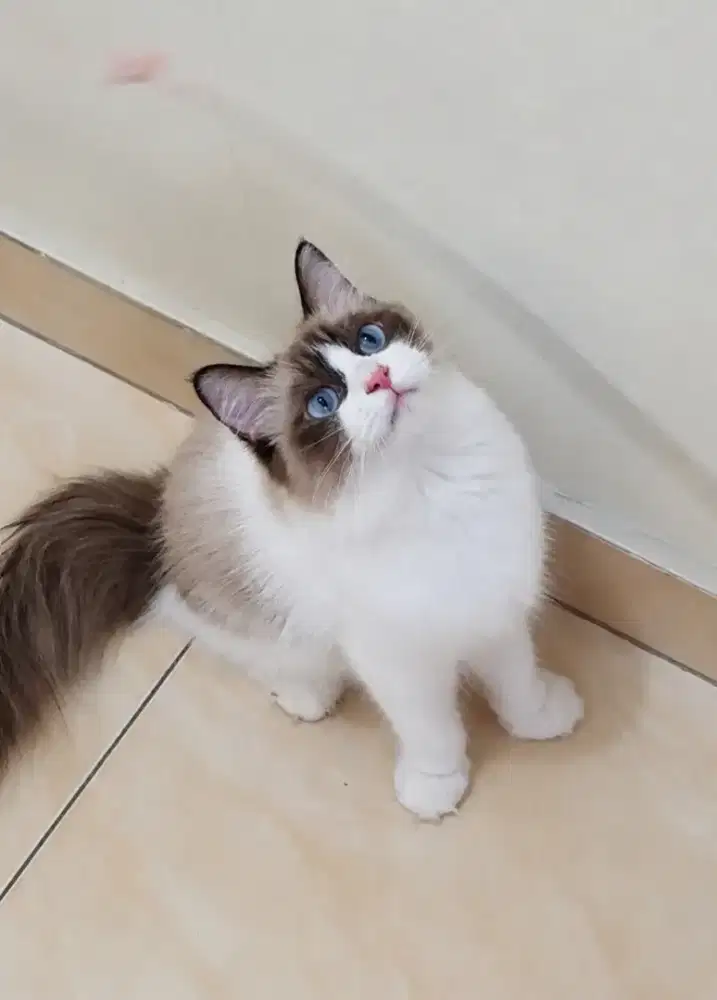 Ragdoll betina kalau hamil bonus