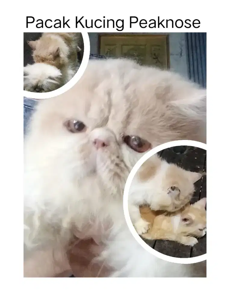Pacak kucing anggora
