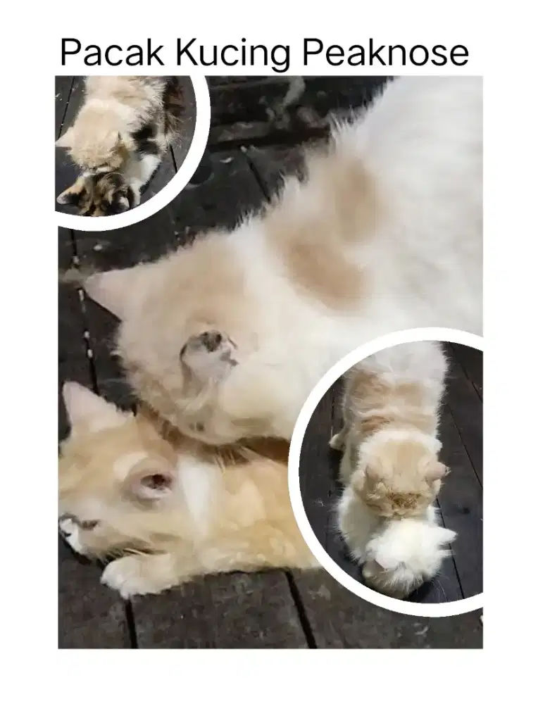 Pacak kucing Persia anggora