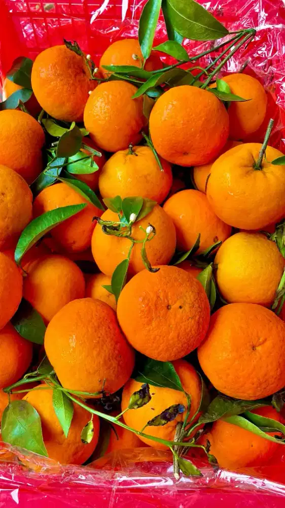Buah segar pilihan premium (jeruk wokam daun, manis banyak airnya)