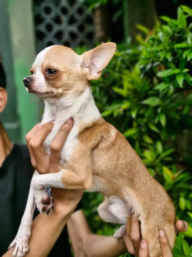 Chihuahua betina applehead