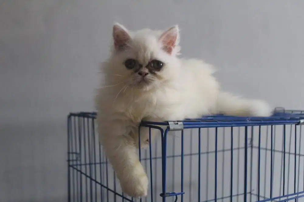 Kitten Persia Flat Nose