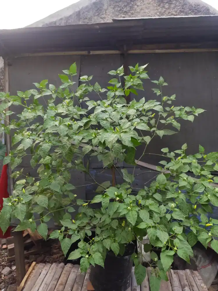 Jual tanaman cabai rawit setan varietas ori 212