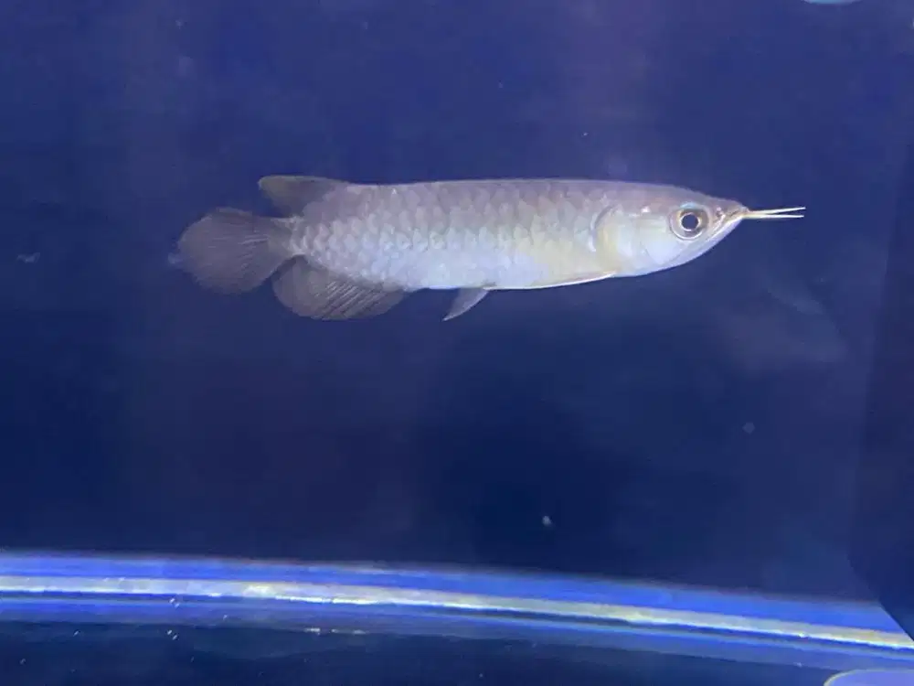 Ikan arwana mantap 12cm sehat