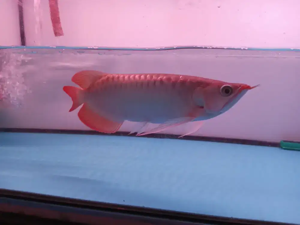 Arwana super red