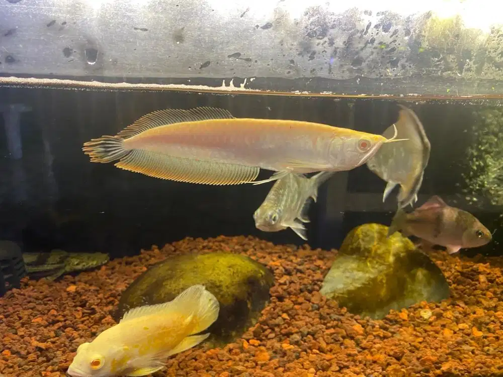 Ikan arwana brazil albino mata merah mantap